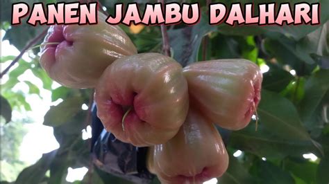 Panen Jambu Air Dalhari Youtube