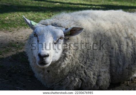 Dutch Animal Farm Pictures Taken Animals Stock Photo 2230676985 ...