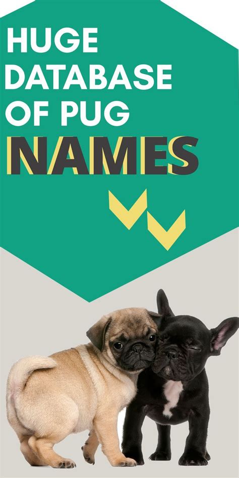 Pug dog names the ultimate list of pug names to help you out – Artofit