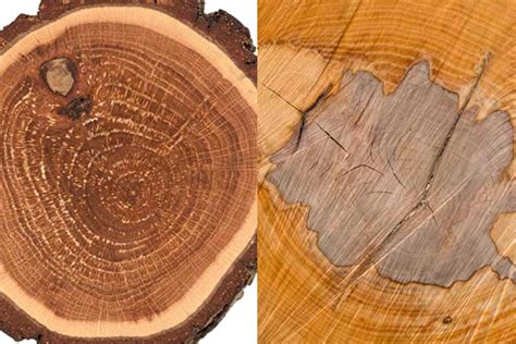 Oak Vs Beech Woods Compared Woodworking Trade