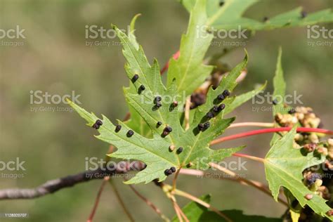 Black Galls Caused By Maple Bladdergall Mite Or Vasates Quadripedes On Silver Maple Leaf Stock