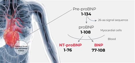 Access Bnp And Nt Probnp Assays Beckman Coulter