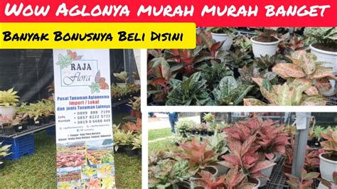 Beli Aglaonema Murah Meriah Raja Flora Youtube