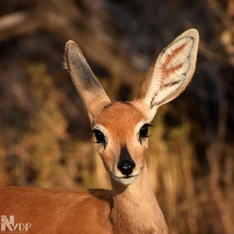 Bambi Eyes By Nikki Vdp On Deviantart