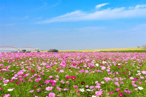 秋はコスモス畑が見頃！9～10月に行きたいお花畑34選 【楽天トラベル】