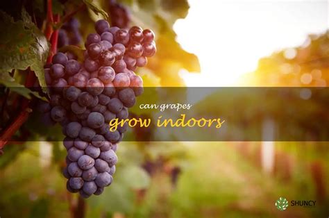 Indoor Cultivation: How To Grow Grapes In Your Home | ShunCy