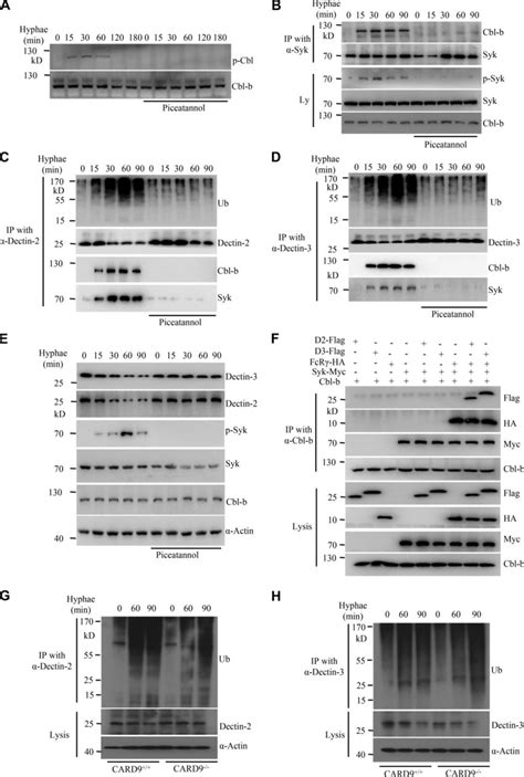 Syk Is Required For Cbl B Mediated Ubiquitination And Degradation Of Download Scientific