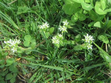 Cerastium Glomeratum Sticky Mouse Ear Chickweed Etc The Belmont