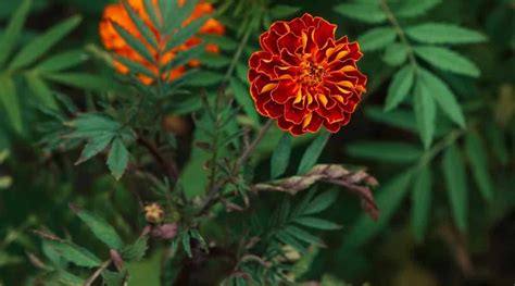 Why Are My Marigolds Dying How To Diagnose And Fix Common Marigold