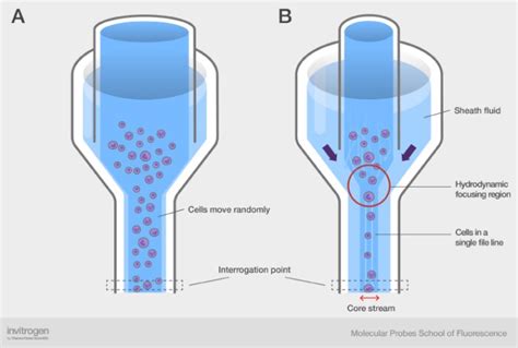 Fluidics Of A Flow Cytometer Thermo Fisher Scientific Us