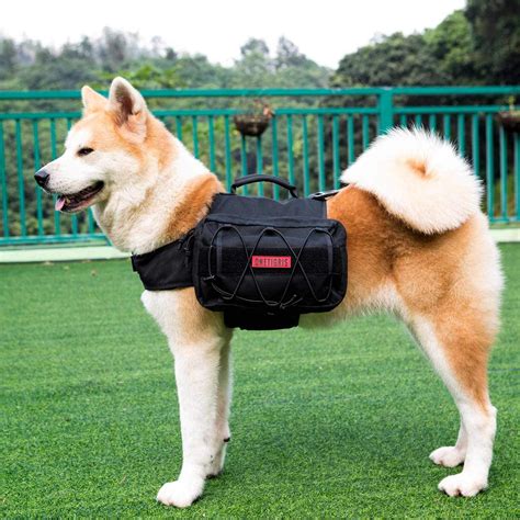 Best Dog Hiking Harnesses (Our 9 Choices of 2021)