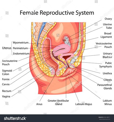 Female Reproductive System Diagram With Labels