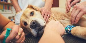 Lupus chez le chien causes symptômes et traitement