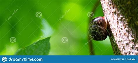 A Large Snail Stuck To The Tree Hiding In Its Spiral Shell Fresh