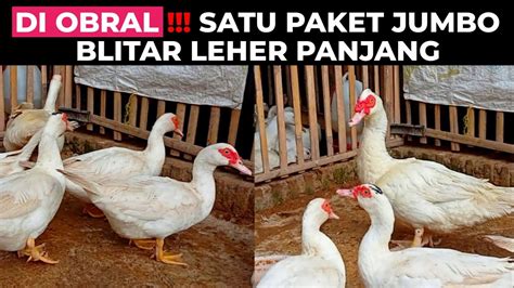 HARGA TERBARU HARGA ENTOK JUMBO BLITAR LEHER PANJANG INDUKAN JUMBO