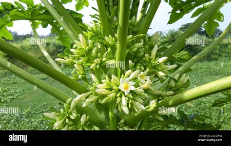 Papaya Blossom Hi Res Stock Photography And Images Alamy