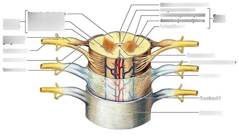 Spinal Cord Structure Diagram Quizlet