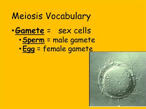 Meiosis Division Of Sex Cells Ppt Download