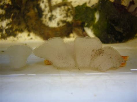 Sex Sex Sex Student Life