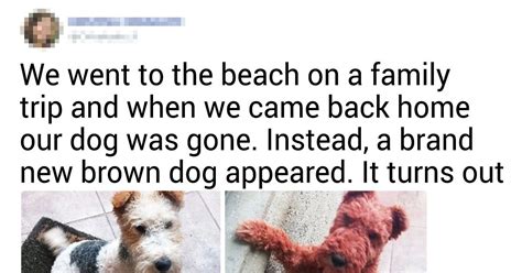 20+ Pet Stories Their Owners Just Had to Share With Us / Bright Side