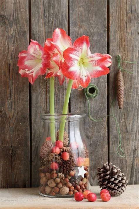 Amaryllis im Glas dekorieren Weihnachtsdeko für Fensterbank und