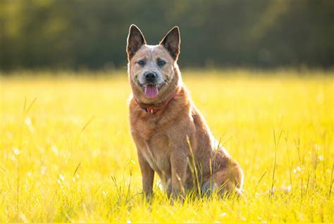 Red Heeler Dog Breed Info, Pictures, Facts, Puppy Price & FAQs