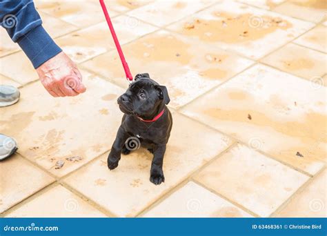 Cute Staffordshire Bull Terrier Puppy Training On A Red Leash Stock