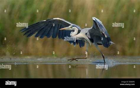 Héron Cendré Ardea Cinerea Hot Bird Prend Son Essor Le Parc