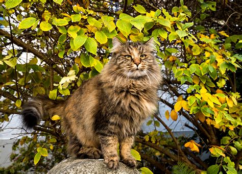 10 Fluffy Cat Breeds - PureWow