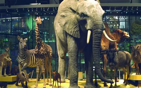Naturalis Leiden - Holland.com