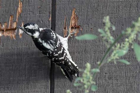 Why Is A Woodpecker Pecking On My House Wildlife Informer