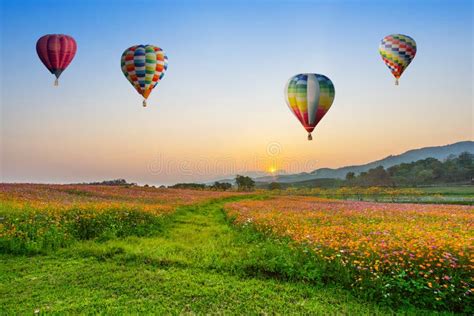 Hot Air Balloon Flying Over Cosmos Flowers Fields On Sunset Stock Photo