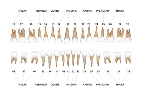 Teeth Names and Numbers: Diagram, Names, Numbers of Human Teeth