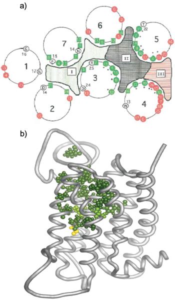 Predicted Structures Of Olfactory Receptor Proteins Modeled Against The