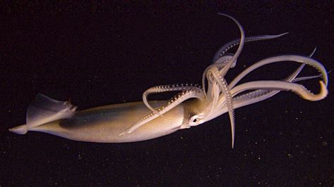 Antarctic Colossal Squid