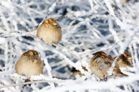 Do Sparrows come out in the winter? - Birdful