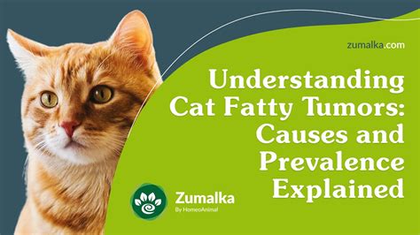 Understanding Cat Fatty Tumors Causes And Prevalence Explained Youtube