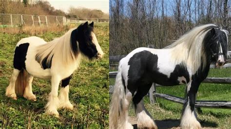 Breed On The Rise Miniature Gypsy Vanner Cowgirl Magazine