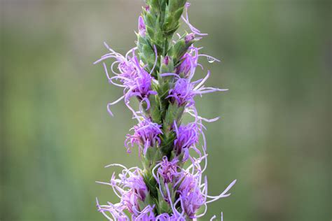 Purple Texas Wildflowers - T. Kahler Photography