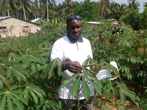 Cassava Virus Disease Diagnostics Monitoring Survey For Cassava Mosaic