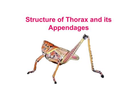 T 06 Thorax.ppt