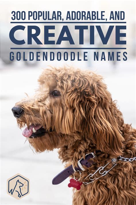 Goldendoodle names – Artofit