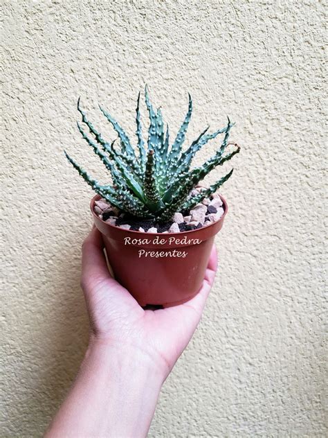 Aloe Humilis X Pratensis Elo Produtos Especiais