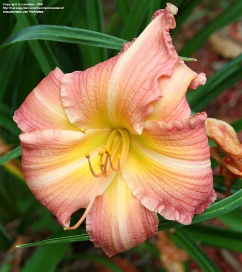 PlantFiles Pictures Daylily Lake Norman Sunset Hemerocallis By