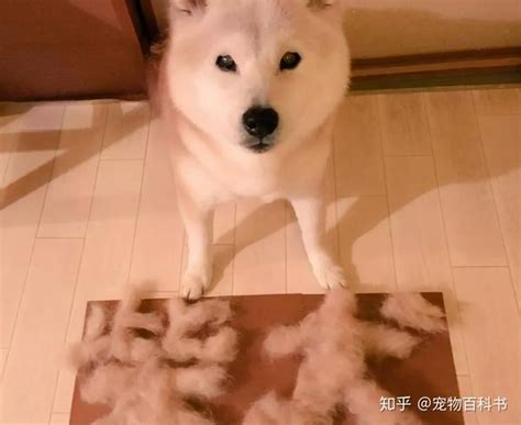 日本的“土狗”柴犬，凭什么能比中国土狗的身价贵几十倍？ 知乎