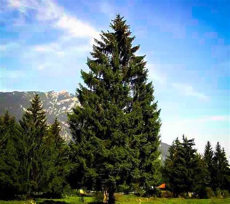 Norway Spruce | The Tree Center™