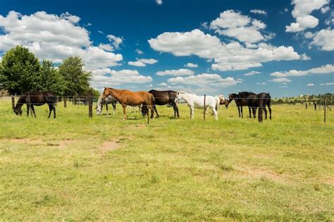 Pequeña manada de caballos que pastan en un campo rural detrás de una