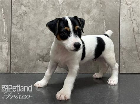 Black And White Jack Russell Puppy Flash Sales Dakora Co