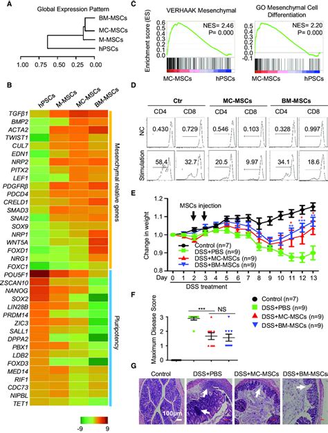 Mc Mscs Resemble Bm Mscs And Are Functional A Hierarchical Clustering Download Scientific