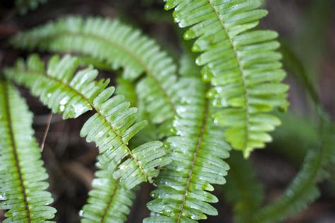 Free Stock Photo 10959 Sword fern fronds | freeimageslive